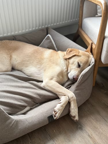 Customer photo review of The Slumber Tray Bed - Ash Brown
