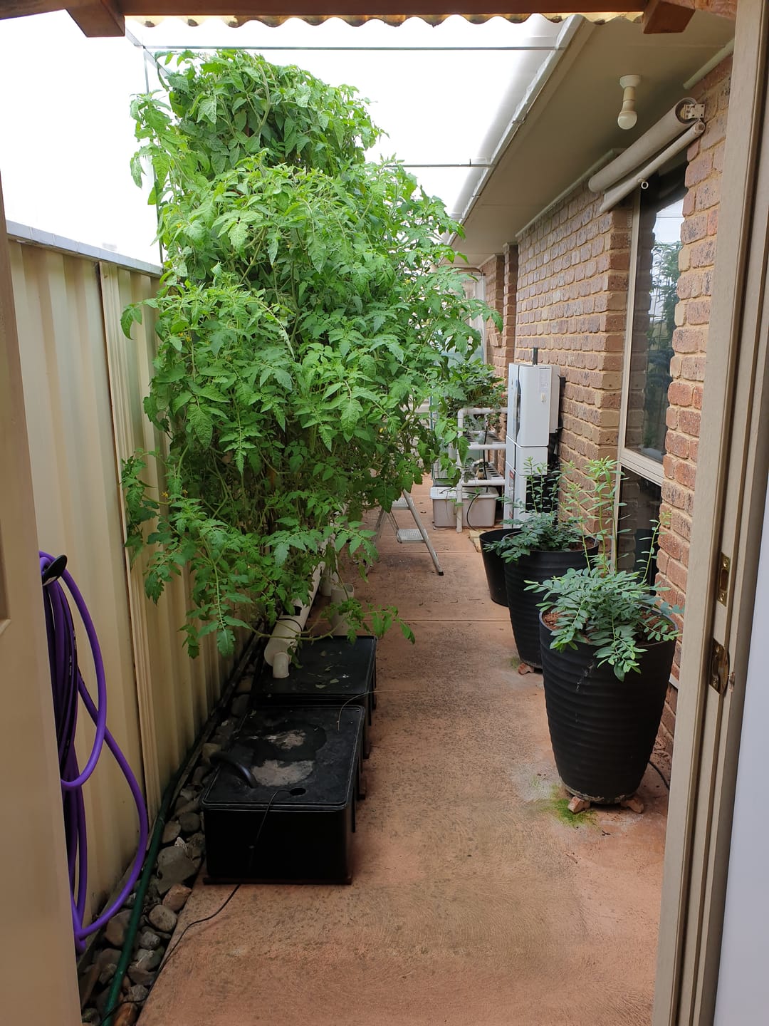 Customer photo review of The Salad Table Nutrient 10L Complete Kit