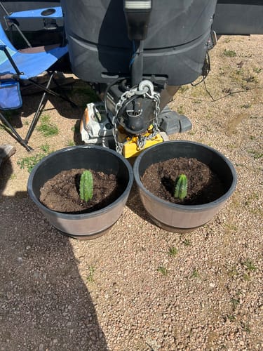 Customer photo review of San Pedro Cactus | Trichocereus (Echinopsis) Pachanoi