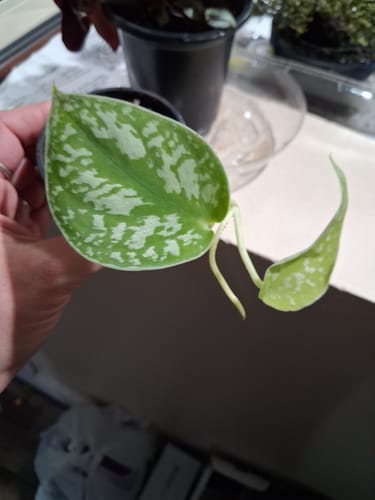 Customer photo review of Silver Pothos  - RARE Silver Satin or Silvery Anne - Easy Care low light indoor plant in nursery pots or Cuttings