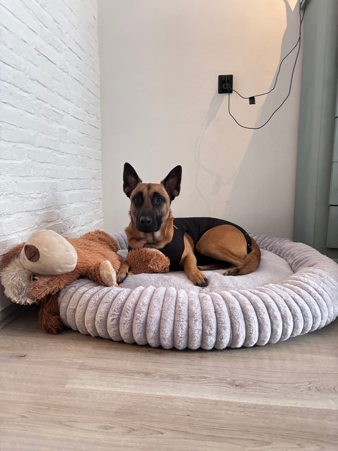 Customer photo review of Pet Perfect Hoes (ENKEL HOES) voor Orthopedische Donutmand - ZONDER VULLING