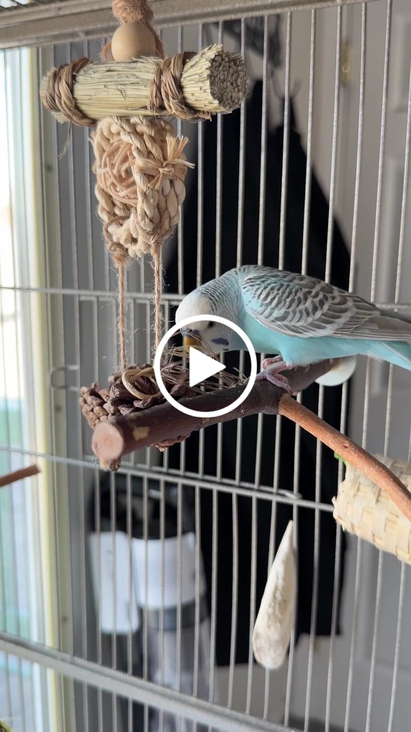 Customer video review of Dangler Delight by Super Bird Creations