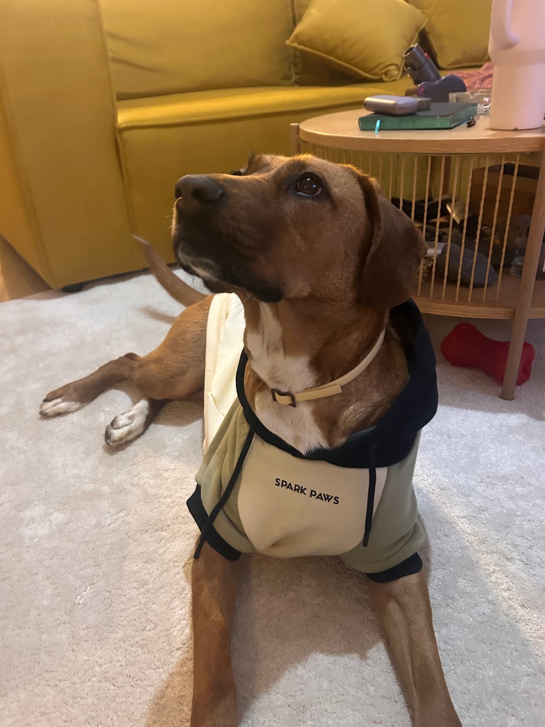 Customer photo review of Olive Cream Dog Hoodie