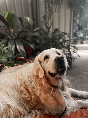 Customer photo review of Transformable Pet Living Mat