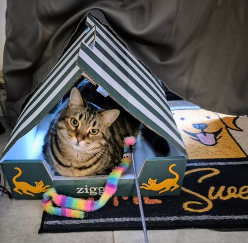 Client montrant son chat tigré dans la boîte des croquettes au saumon, transformée en tente.