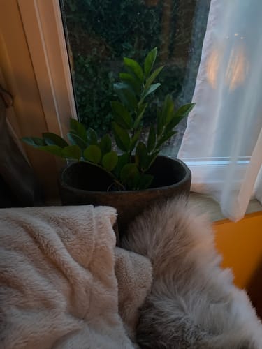 Customer photo review of Zamiofolia Kunstplant 33cm