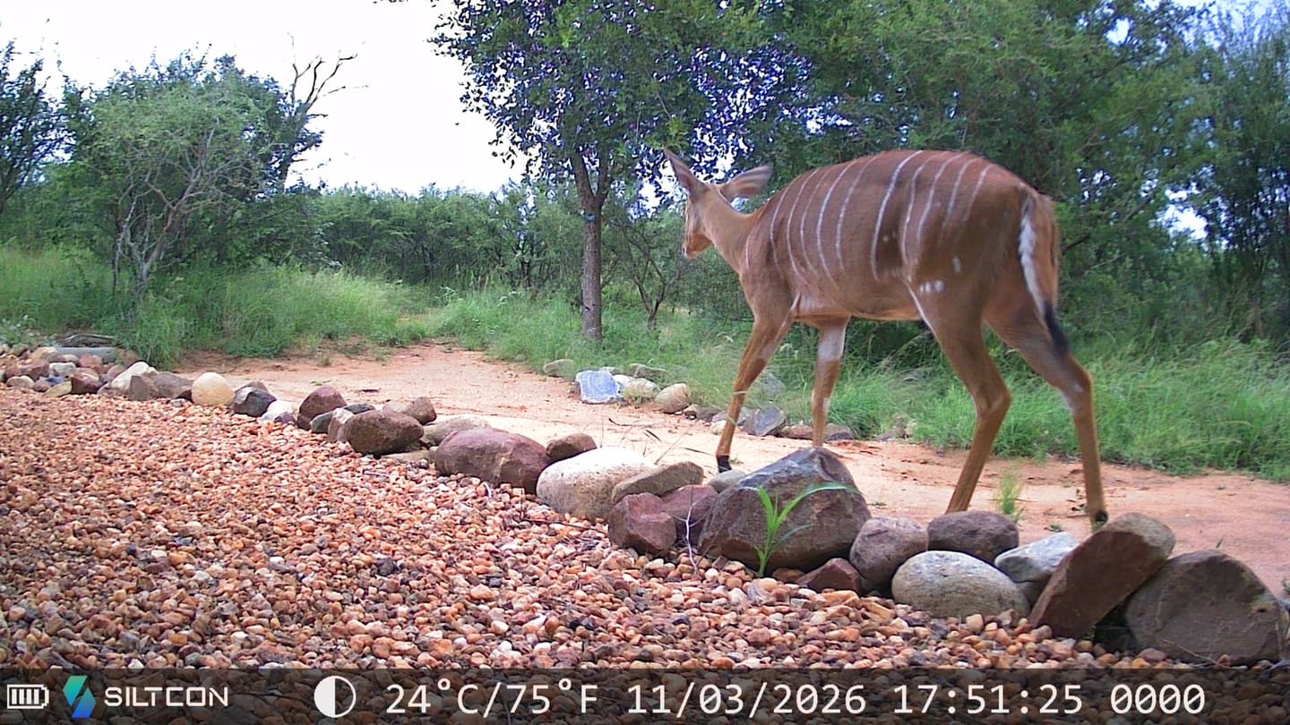 Customer photo review of Siltcon® Wildcamera Nachtzicht en wifi 4K