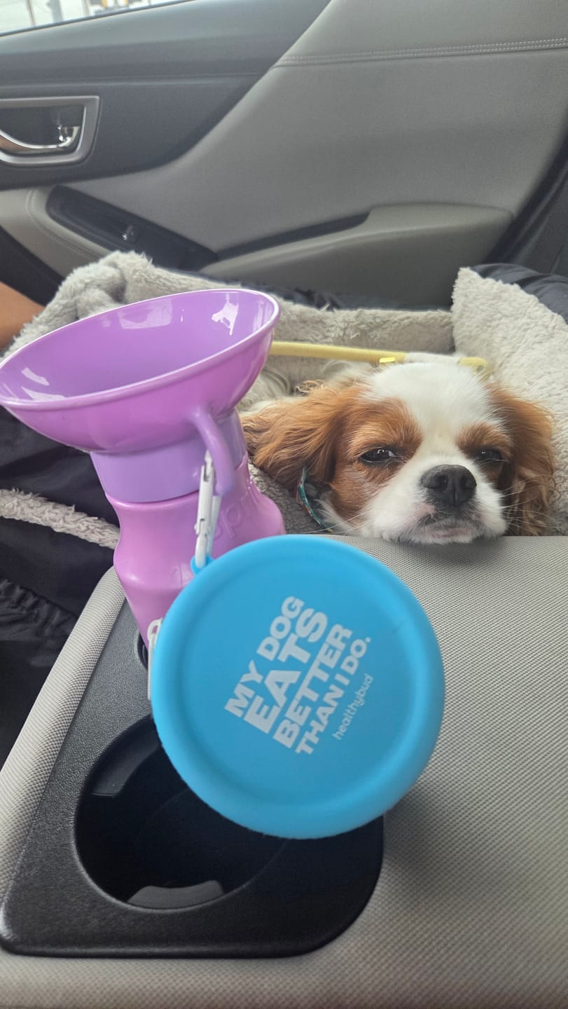 Customer photo review of Beef Meal Bites