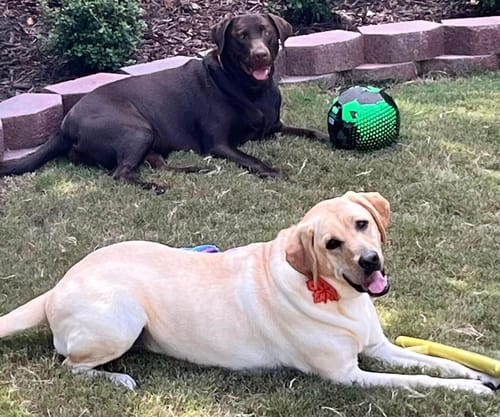 Customer's two dogs, a yellow and a chocolate labrador, resting happily on a lawn.