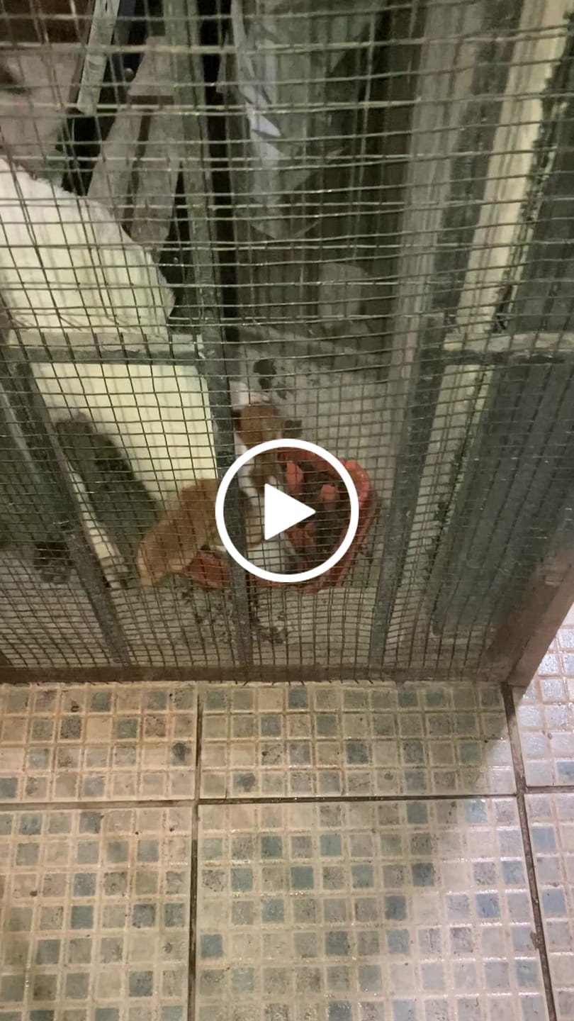 Customer video review of PetFamily Foods Cachorros
