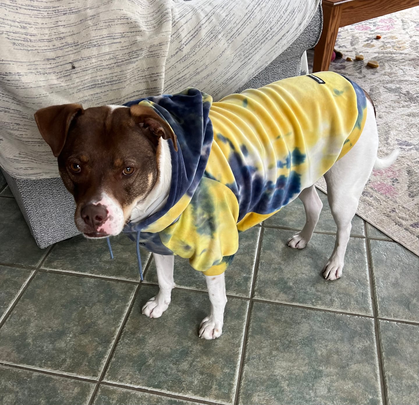 Customer photo review of Velvet Dog Hoodies