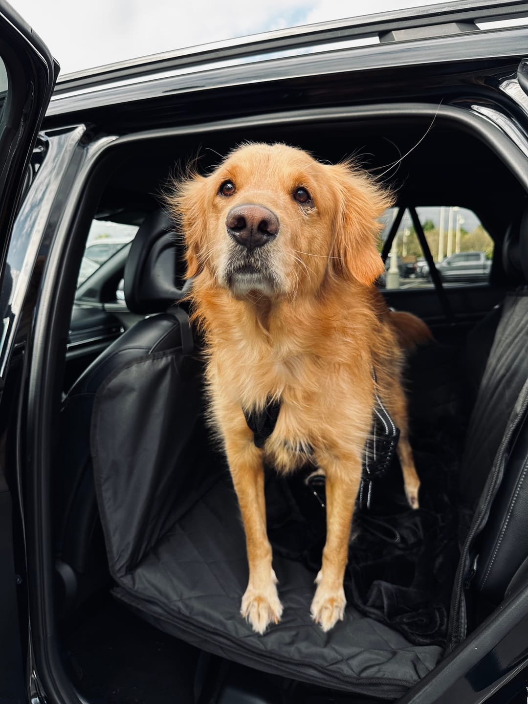 Customer photo review of 4Knines Hard Bottom Extender Car Seat Cover for Dogs - Regular