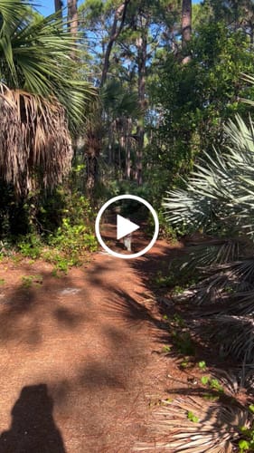 Customer video review of Fresh Breath, Strong Gums, and Clean Teeth with the DE-01™ Dental Dogbiotic