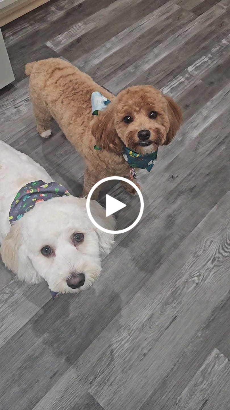 Customer video review of Pup Pot Meals - Variety Pack
