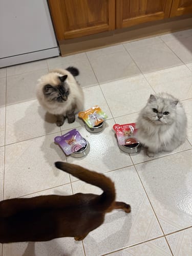 Customer photo review of Michu Rainbow Mousse Wet Cat Food 5 Flavours- Complete Food/Wet Mixer and Topper 10pcs/Pack