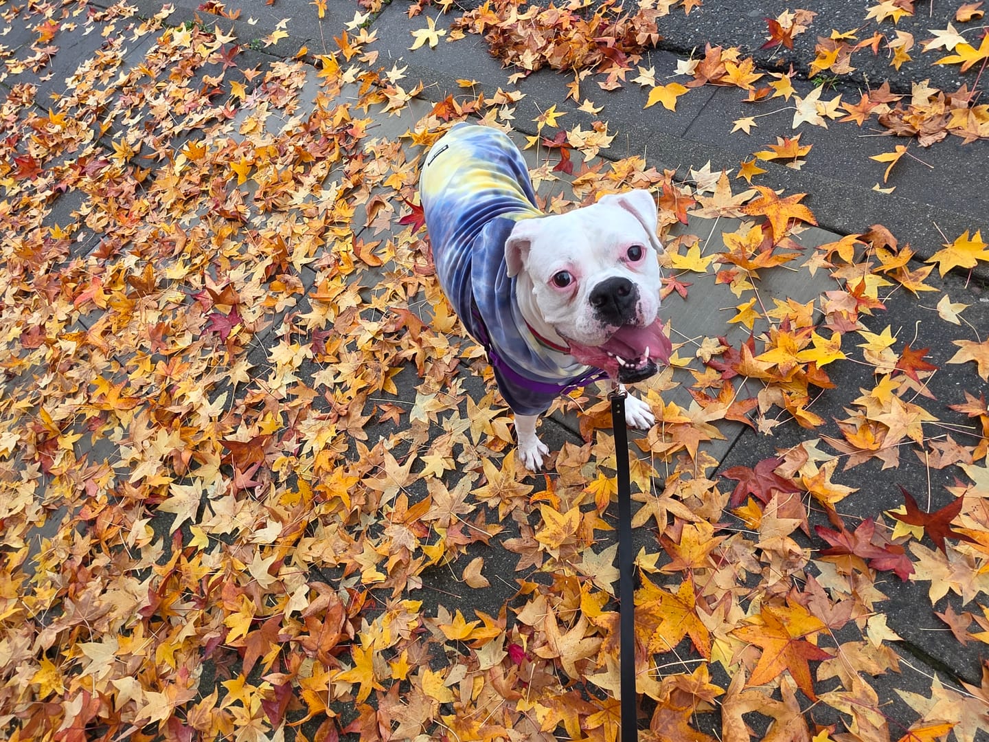 Customer photo review of Velvet Dog Hoodie - Berry Lemonade