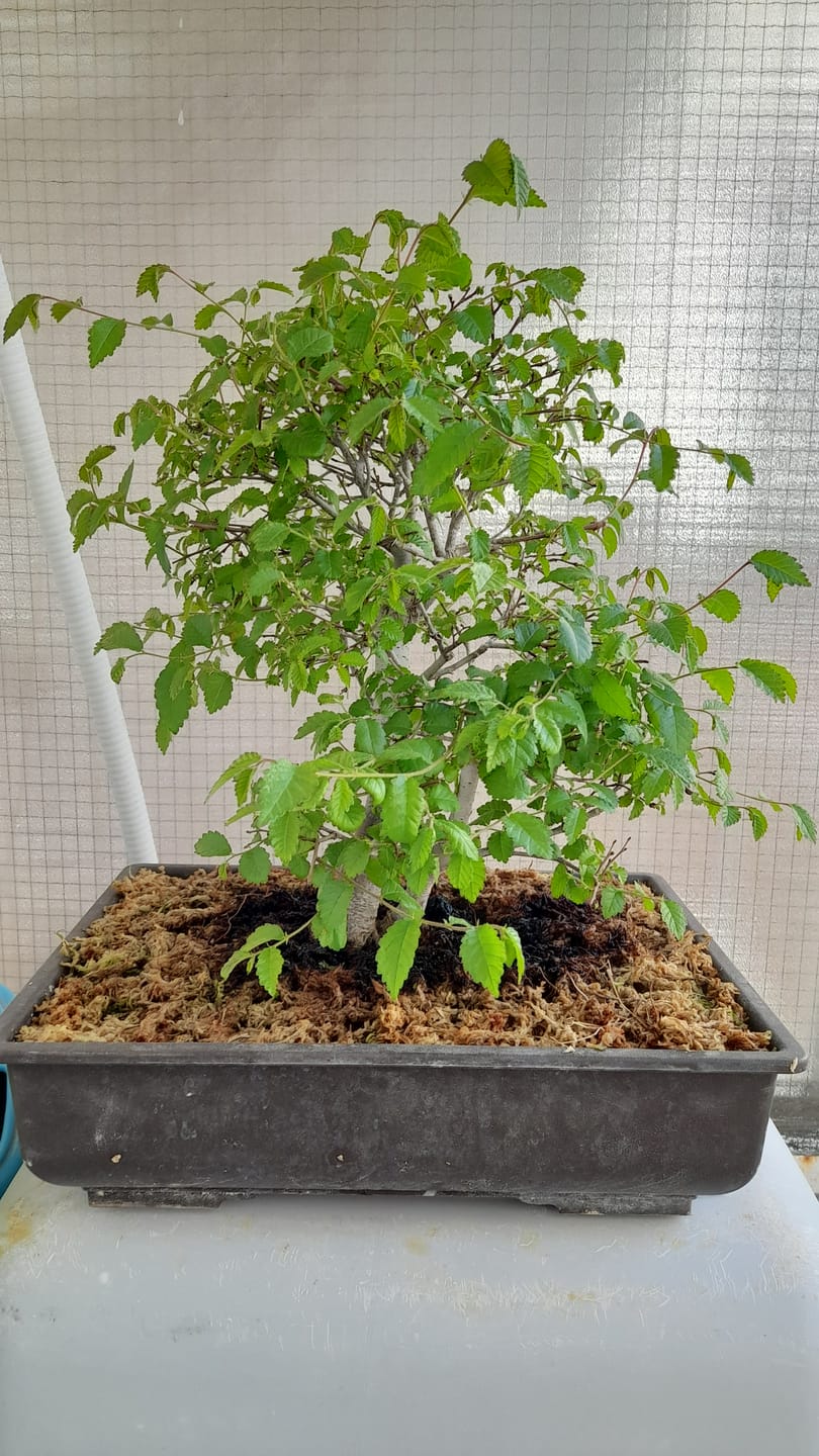 Customer photo review of Bundle 8 Video Corsi di Lavorazione Bonsai