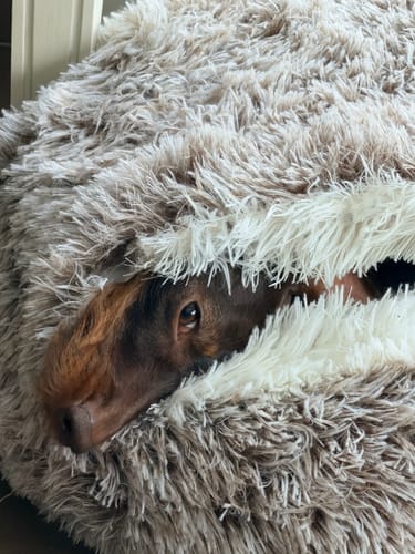Customer photo review of Burrow Buddy™ - Pet Bed