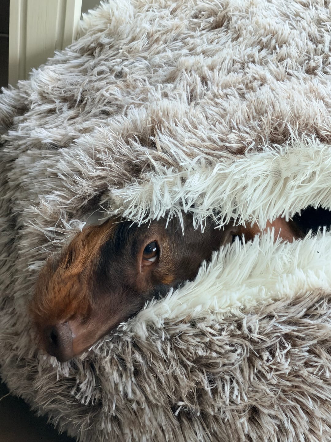 Customer photo review of Burrow Buddy™ - Pet Bed