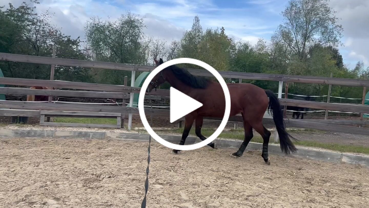 Customer video review of Kristallkraft Mental Balance