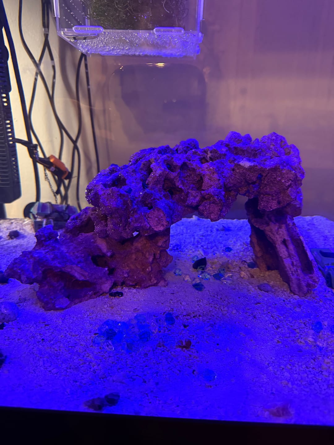 Customer photo review of Marco Rocks Coralline