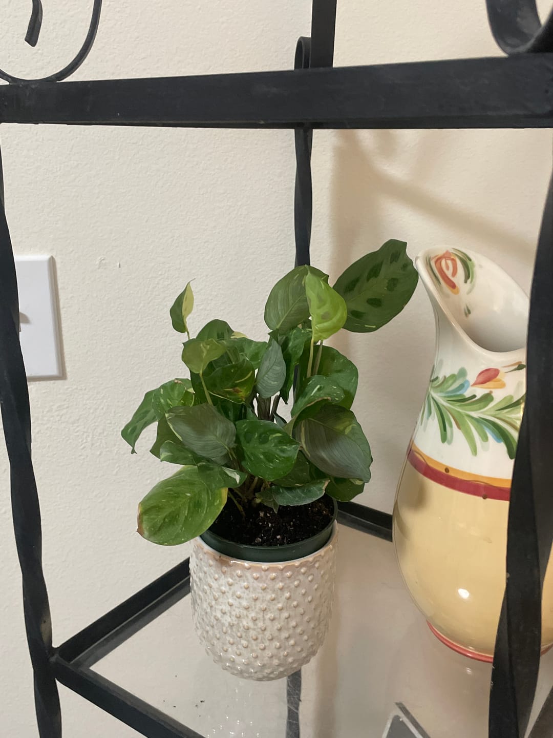 Customer photo review of Maranta Variegated 'Beauty Kim'