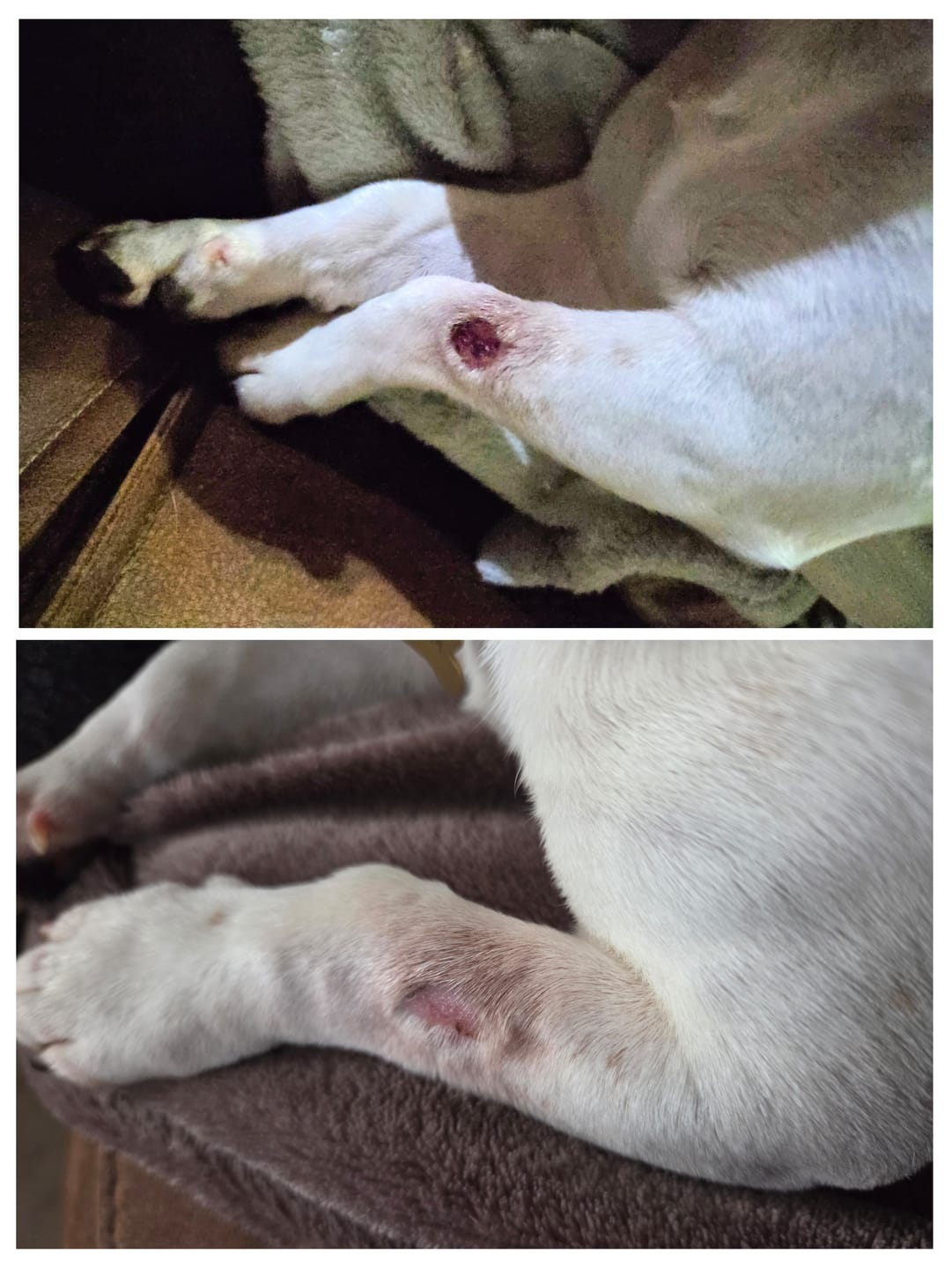 Customer photo review of Doggymin (Skin & Immunity Support For Dogs)