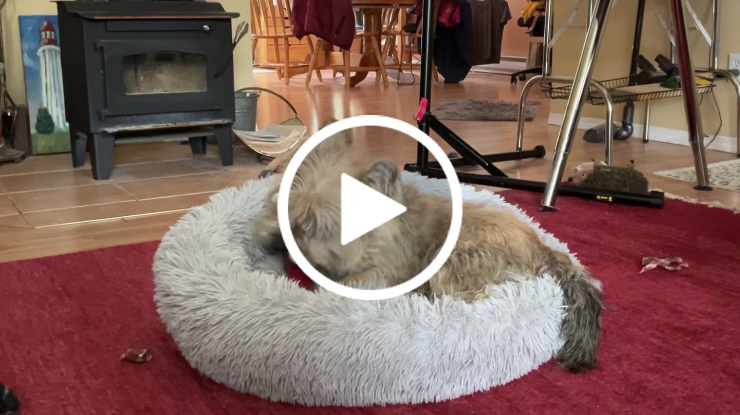 Customer video review of Bully Stick Safety Holder