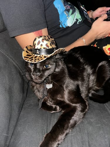 Customer photo review of CT0260 1 Pieza De Sombrero Para Mascota