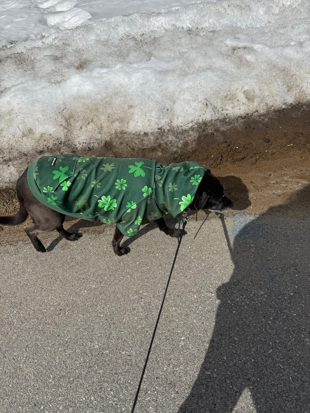 Customer photo review of St. Paddy's Dog Hoodies (Limited Edition)