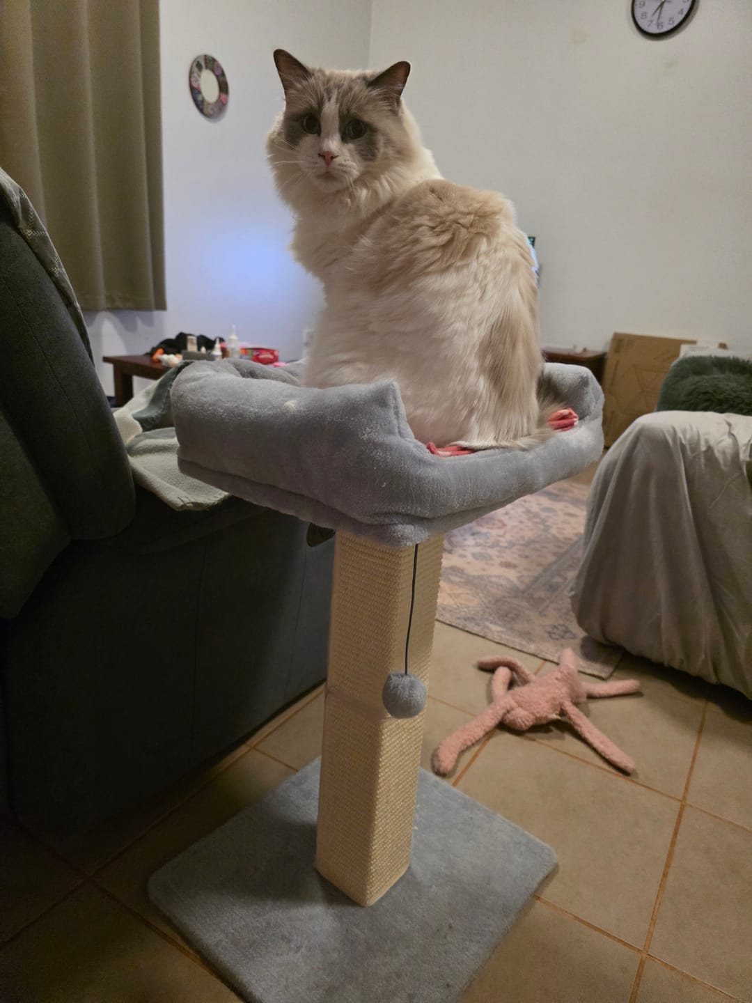 Customer photo review of Cat Scratcher Big Perch Bed Scratching Post Natural Sisal Condo House 71cm