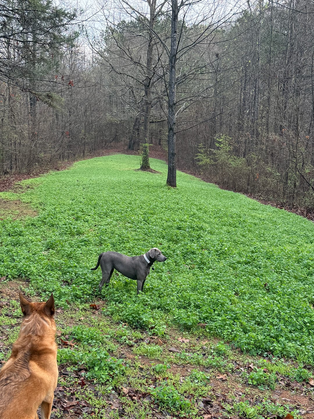 Customer photo review of Whitetail Hill Clover
