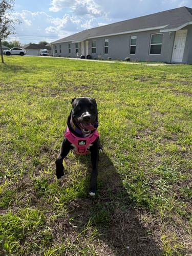 Customer photo review of Personalized Bully Proof Collar