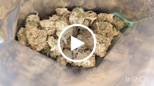 Customer video review of FREE SAMPLE (with code) THCa Flower