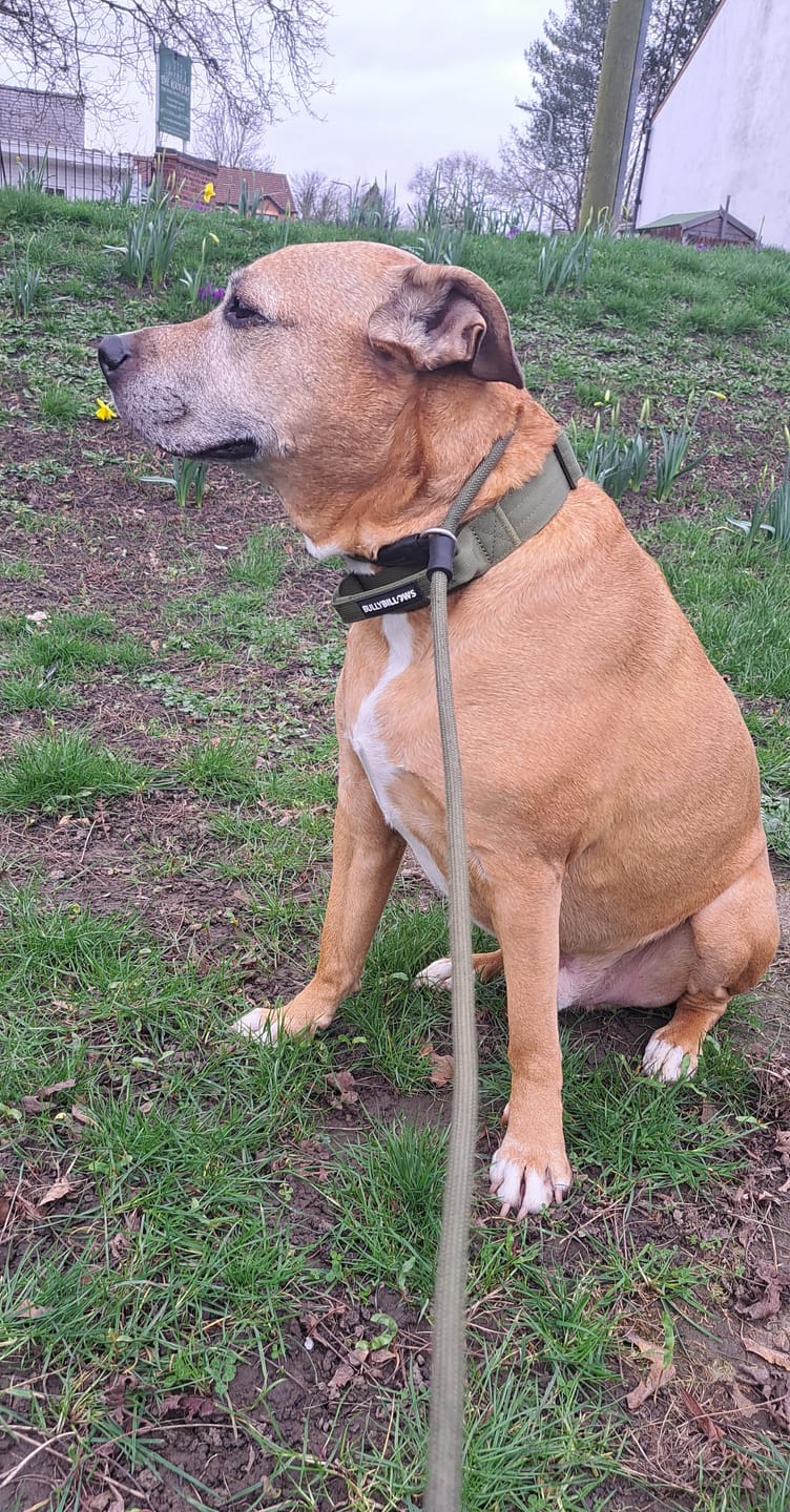 Customer photo review of 4cm LIGHTER Combat® Collar | With Handle Rated Clip - Khaki x Khaki