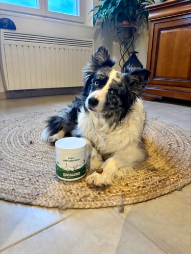 L'avis d'un client montrant son border collie couché à côté d'un pot de produit pour les articulations.
