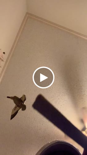 Customer video review of BISCOTTI 5CT KIEF COATED