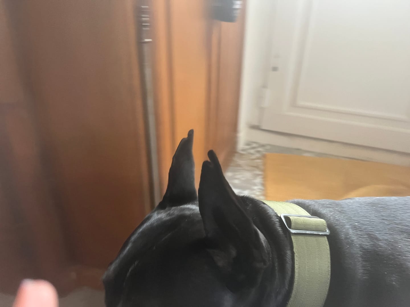 Customer photo review of 5cm Combat® Collar | With Handle & Secure Clip - Khaki