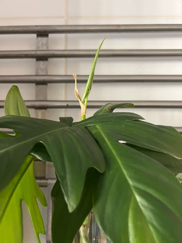Close-up: A customer's houseplant with a new, vibrant leaf unfurling after using the Plant Food.