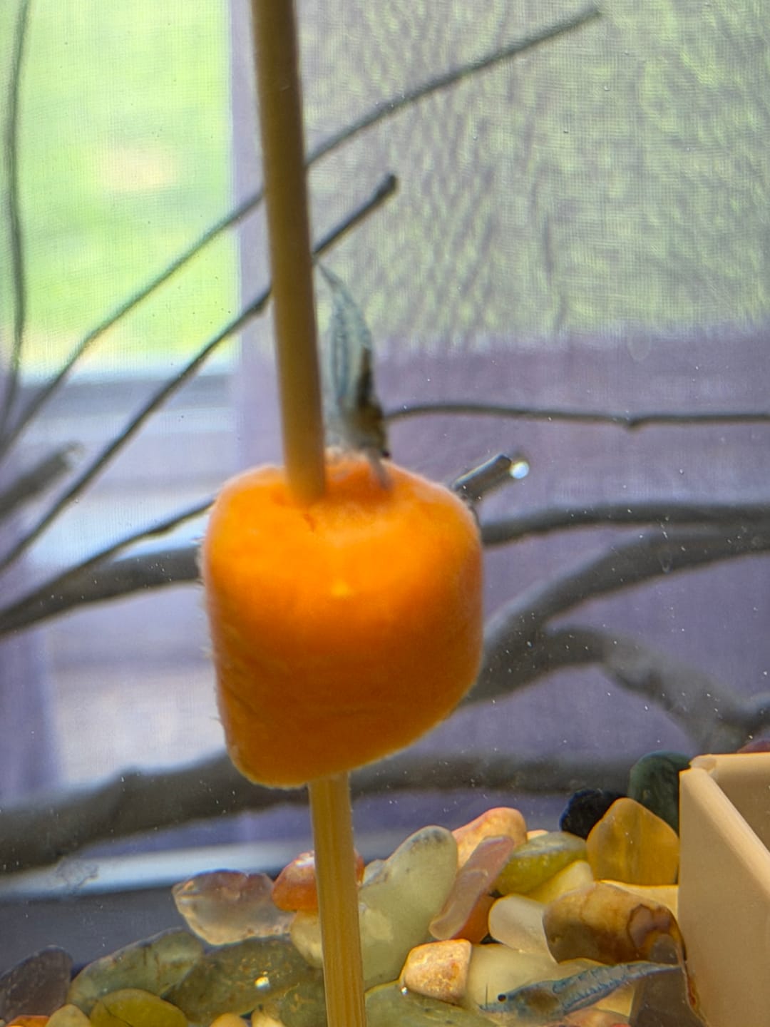 Customer photo review of Orange Rili Shrimp