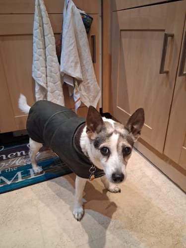 Customer photo review of Cosipet Hunter Wax Dog Coat
