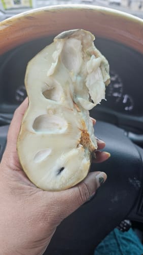 Customer photo review of Tropical Variety Box