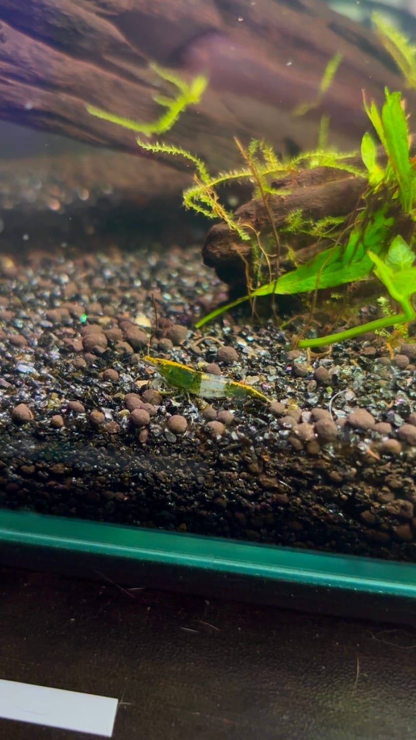 Customer photo review of Carbon Rili Shrimp