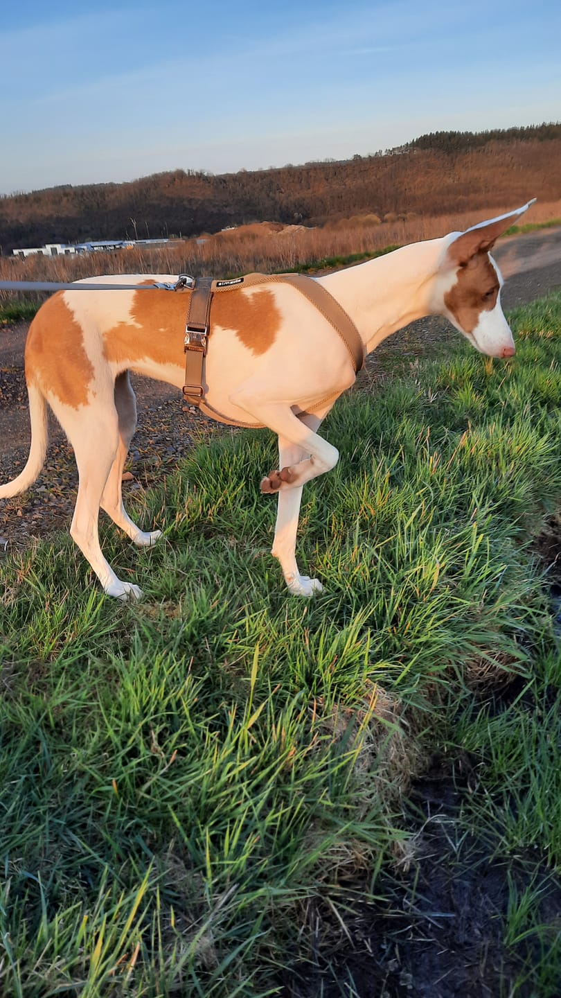 Customer photo review of Windhundgeschirr PRO "Golden Sand"