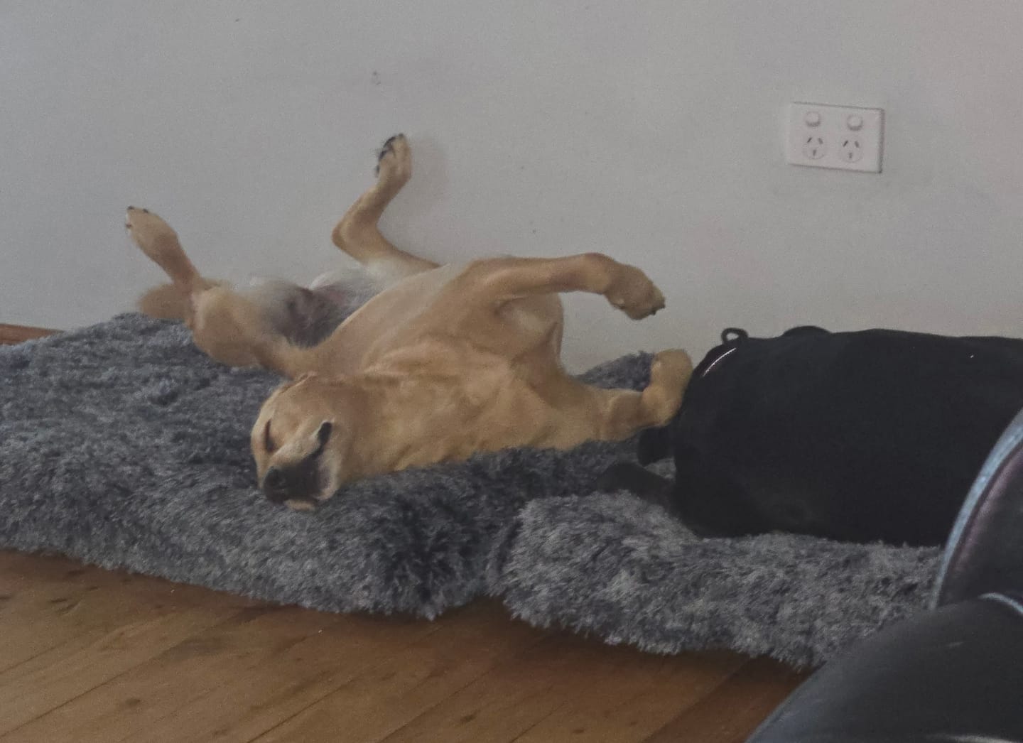 Customer photo review of Premium SuperMat Calming Bed