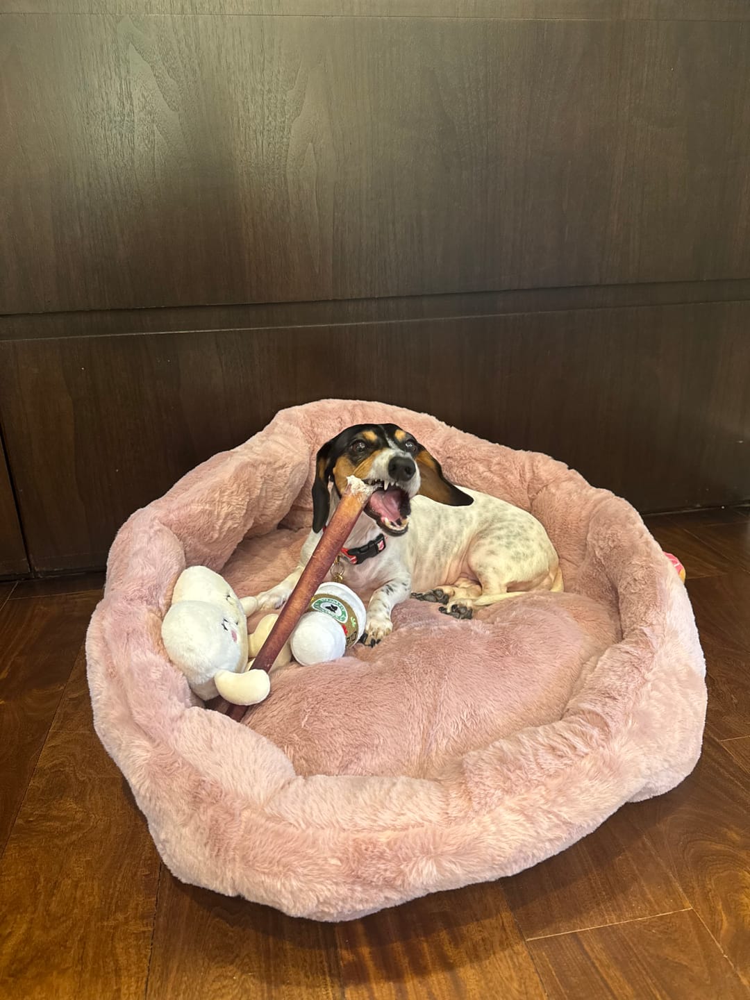 Customer photo review of Calming Lounger Dog Bed