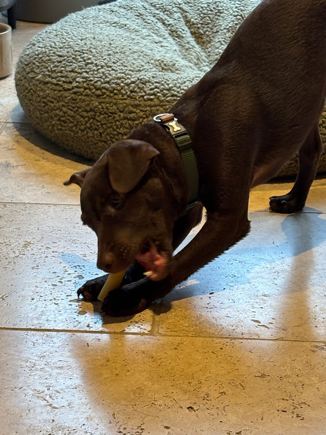 Customer photo review of Himmaleh Yak Chews For Dogs