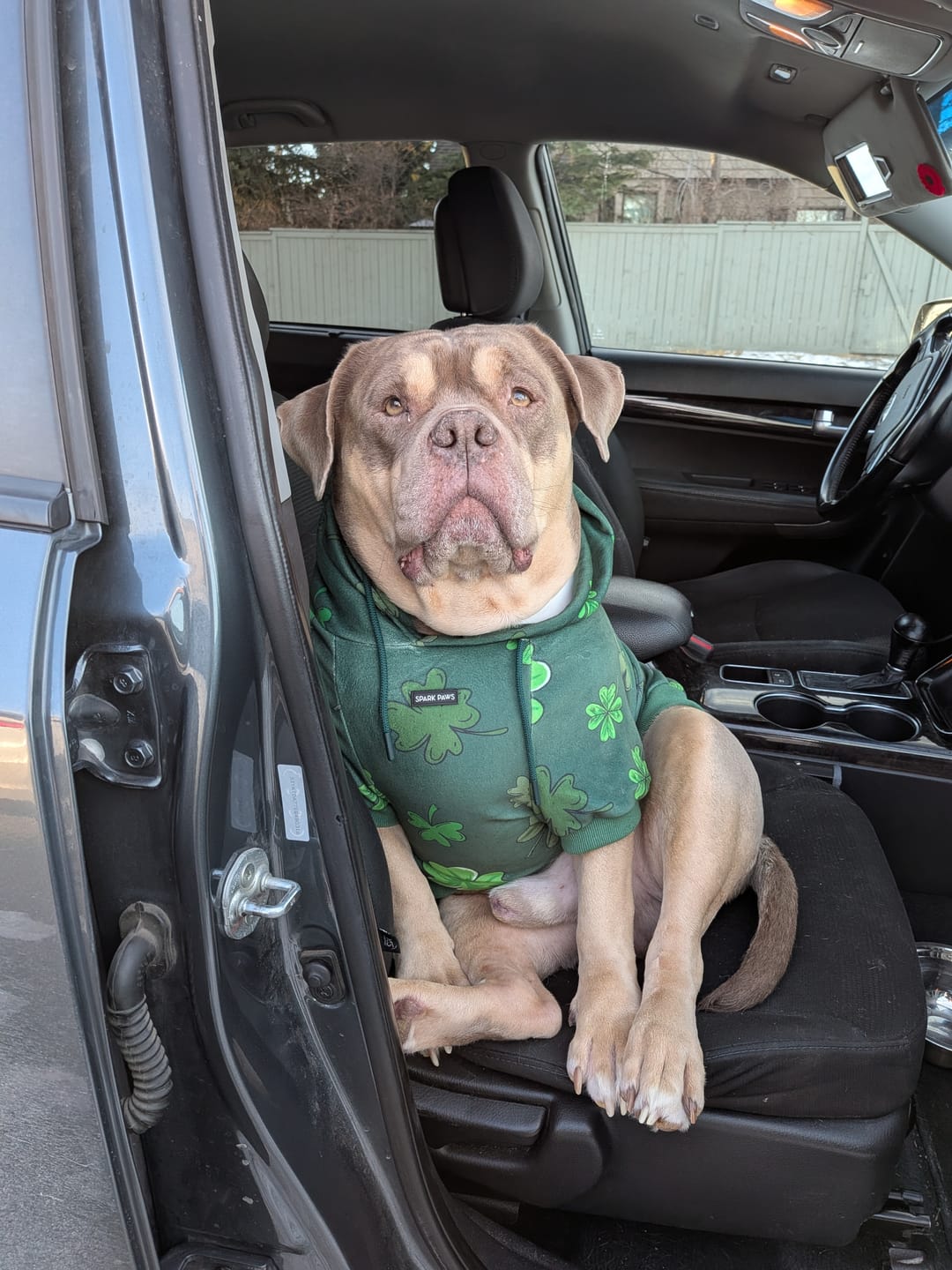 Customer photo review of St. Paddy's Dog Hoodie - Dark Green (Limited Edition)
