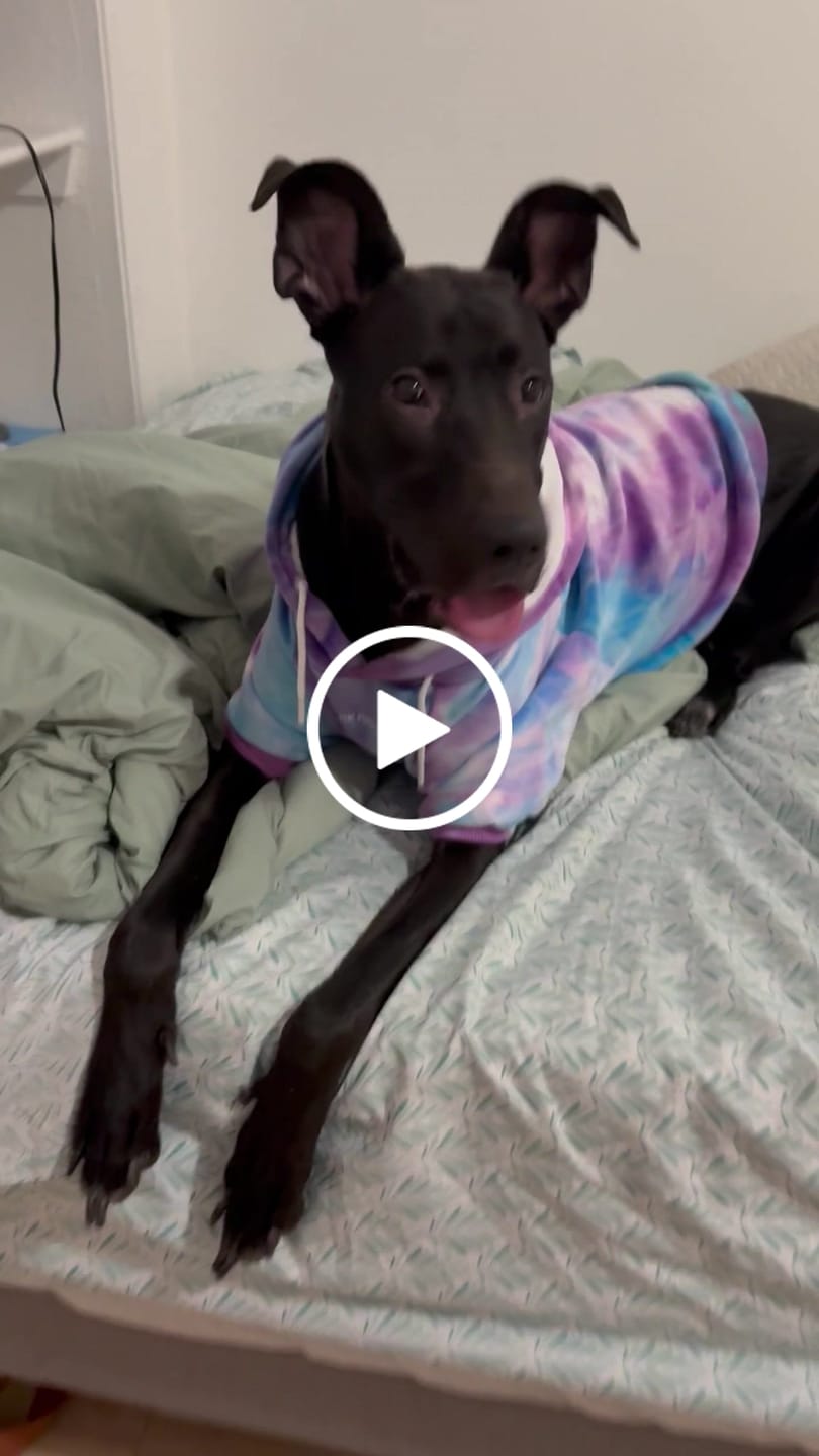 Customer video review of Dog Surgical Suit - When Pigs Fly