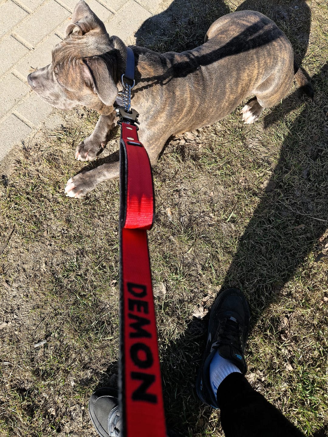 Customer photo review of Smycz dla psa z imieniem - Personal Leash